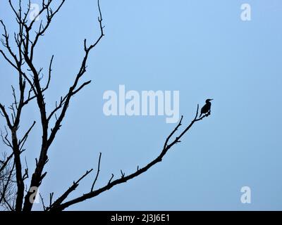 Europa, Germania, Assia, Marburger Land, Lahnauen, nei pressi di Weimar-Roth, Cormorano (Phalacrocorax carbo) seduto sul ramo, atmosfera nebbia Foto Stock