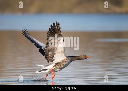 A partire dal grigielag oca (Anser anser) su uno stagno, febbraio, Assia, Germania Foto Stock