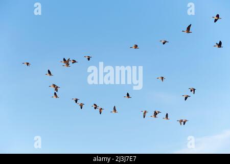 Oche volanti con fronte bianco (Anser albifrons), febbraio, Assia, Germania Foto Stock