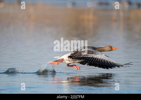 A partire dal grigielag oca (Anser anser) su uno stagno, febbraio, Assia, Germania Foto Stock