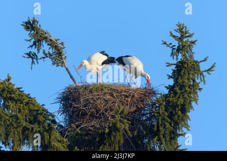 Cicogne bianche (Ciconia ciconia) sul nido in un albero, primavera, Assia, Germania Foto Stock