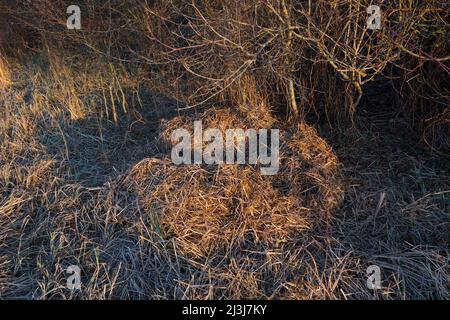 Pelo di cinghiale al bordo di una siepe, Sus scrofa, marzo, Assia, Germania, Europa Foto Stock