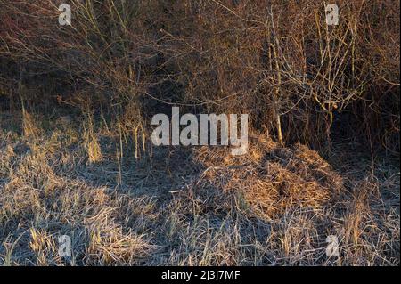 Pelo di cinghiale al bordo di una siepe, Sus scrofa, marzo, Assia, Germania, Europa Foto Stock