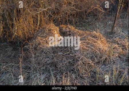 Pelo di cinghiale al bordo di una siepe, Sus scrofa, marzo, Assia, Germania, Europa Foto Stock