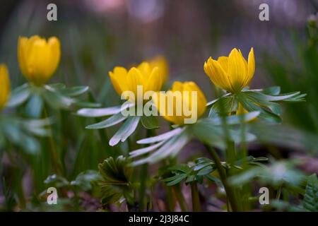 Winterling, Eranthis hyemalis Foto Stock