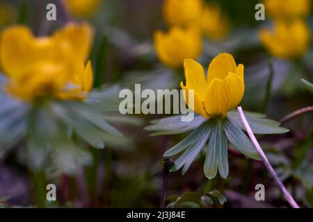 Winterling, Eranthis hyemalis Foto Stock