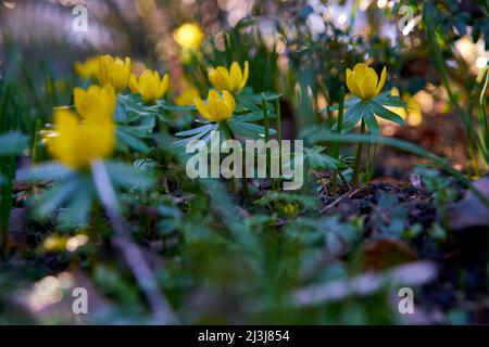 Winterling, Eranthis hyemalis Foto Stock