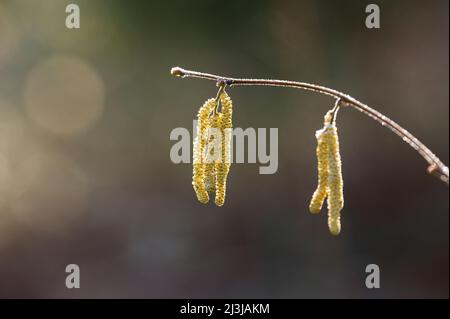 La fioritura dei bacini di nocciolo (Corylus avellana) alla luce del mattino, Wasgau, Parco Naturale di Pfälzerwald, Riserva della Biosfera di Pfälzerwald-Nordvogesen, Germania, Renania-Palatinato Foto Stock