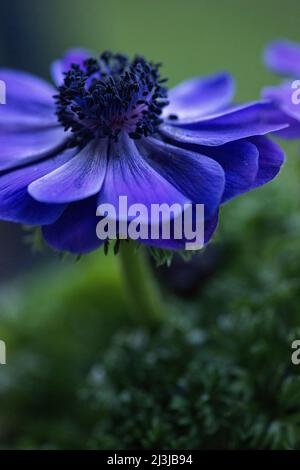 Corona anemone (Anemone coronaria), fiori in blu-viola, blu-nero Stamens Foto Stock