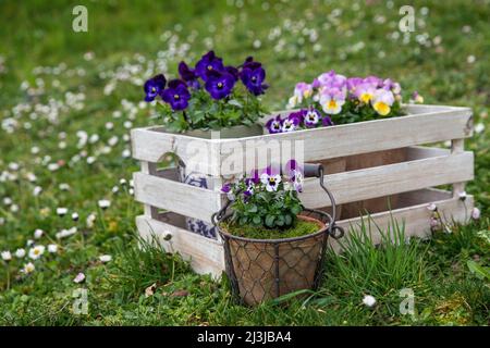 Violetti cornuti colorati (viola cornuta) in pentole si trovano in una scatola di legno Foto Stock