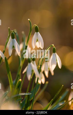 Snowdrop (Galanthus nivalis), fiori brillano nella luce della sera Foto Stock