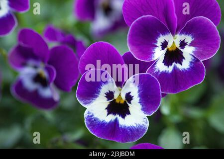 Viola cornuta (viola cornuta), fiori viola e bianchi Foto Stock