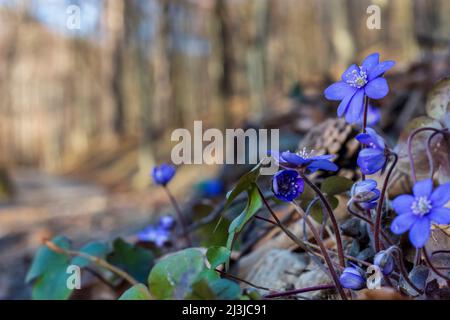 Vienna, fiori, primo bloomer, liverwort, kidneywort, O pennywort (Anemone hepatica, hepatica comune) foresta di Vienna boschi nel 19. Distretto Döbling, Austria Foto Stock