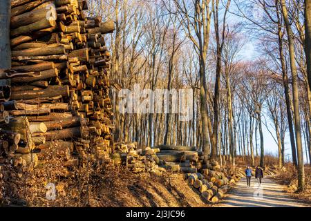 Vienna, alto cumulo di querce fellate, foresta boschi di Vienna nel 19. Distretto Döbling, Austria Foto Stock