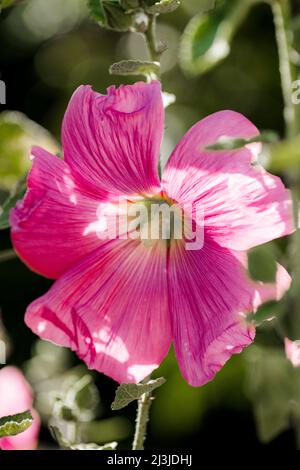 Pink hollyhock fiore Foto Stock