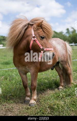 Castagno mini pony stallone nel prato Foto stock - Alamy