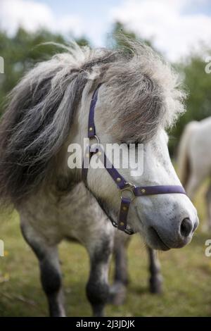 Pony grigio su un prato in Germania Foto Stock