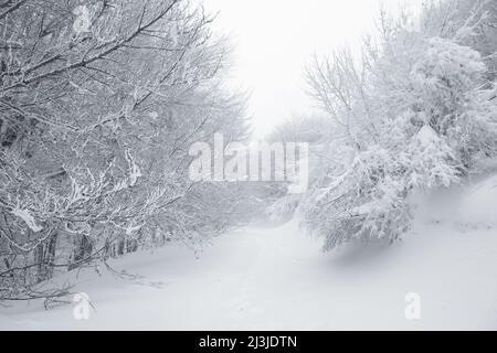 Un sentiero innevato attraversa la faggeta del Parco dei Nebrodi, in Sicilia Foto Stock