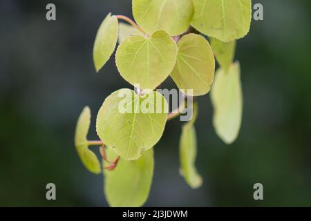 Cercidifyllum japonicum pendolo albero, primo piano di foglie Foto Stock