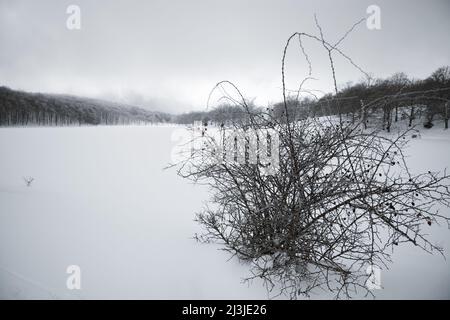 Forma selvaggia rosa boschiva d'inverno Lago Maulazzo nel Parco dei Nebrodi, Sicilia Foto Stock