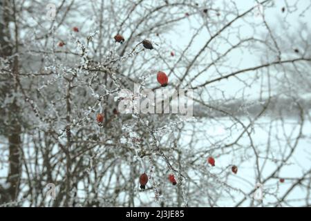 Fianchi rossi di bosco di cani rosati in inverno Parco Nebrodi, Sicilia Foto Stock
