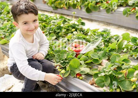 Bambino che raccoglie fragole.Little divertente ragazzo raccogliere frutta fresca su agricoltura di fragole biologico.Bambini giardinaggio e raccolta.bambino toddler mangiare sano berry.Outdoor famiglia divertimento estivo nel cottagecore. Foto Stock