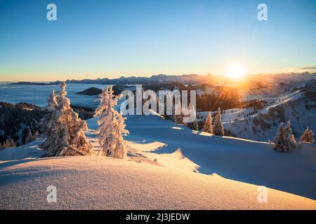 Alba in inverno, Snowy paesaggio all'ora d'oro con alberi e montagne, Vista da Siplingerkopf vicino Balderschwang a Allgäu Alpi sopra la nebbia, Baviera, Germania, Europa Foto Stock