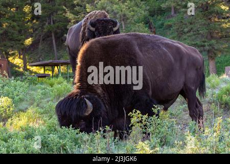 Buffalo in Slough Creek Campground nel parco nazionale di Yellowstone, USA Foto Stock