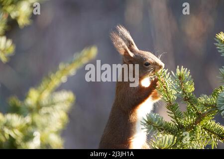 Lo scoiattolo europeo rosso affamato si alza e si alimenta su un ramo di un abete al sole. Luce solare su pancia bianca. Foto Stock