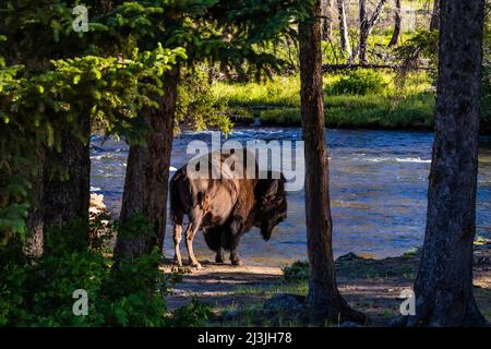 Buffalo attraversa Slough Creek nel parco nazionale di Yellowstone, USA Foto Stock