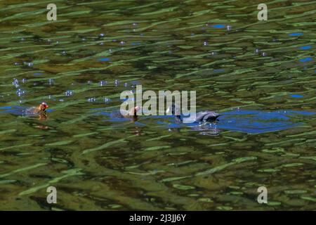 American Coot, Fulica americana, genitore che alimenta i suoi giovani sul lago galleggiante dell'isola nel parco nazionale di Yellowstone, Stati Uniti Foto Stock