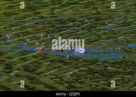 American Coot, Fulica americana, genitore che alimenta i suoi giovani sul lago galleggiante dell'isola nel parco nazionale di Yellowstone, Stati Uniti Foto Stock