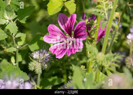 fiore a strisce viola dal geranio selvatico Foto Stock