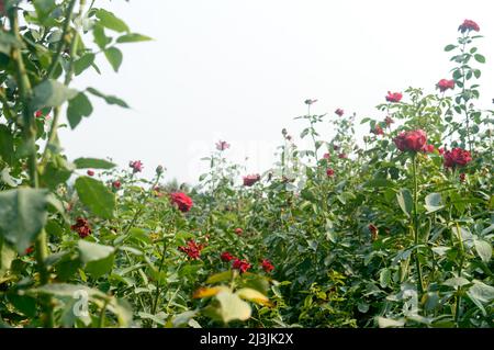 Bel fiore rosso rosa sul ramo verde in giardino. Fiore rosso fresco di rosa in estate tramonto luce del sole su sfondo blu cielo. Foto Stock