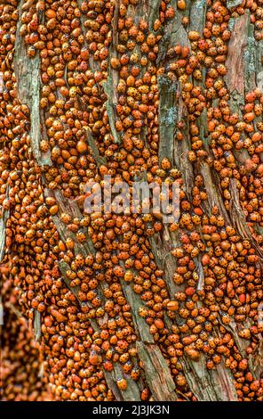 Lady Beetles convergente, Hippodamia convergens, Wichita Mountains NWR, Oklahoma Foto Stock