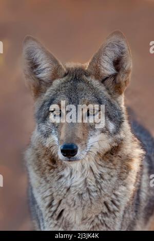 Coyote, Canis latrans, Arizona Foto Stock