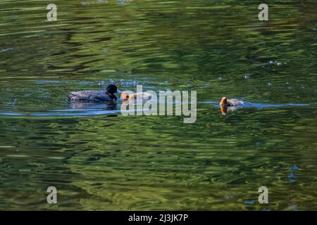 American Coot, Fulica americana, genitore che alimenta i suoi giovani sul lago galleggiante dell'isola nel parco nazionale di Yellowstone, Stati Uniti Foto Stock