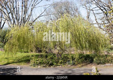 Betula pendula 'Youngii' - albero di betulla piangente di Young, in primavera. Foto Stock