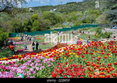 Yalta Crimea - Maggio 5 2021 - sfilata di tulipani nel giardino botanico Nikitsky, vista del fiore di tulipani nel campo con colori vivaci, primavera natura Foto Stock