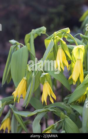 Uvularia grandiflora - fiori di bellwort a fiore grande. Foto Stock