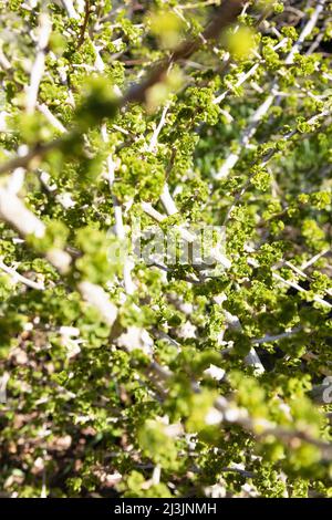 Ginkgo biloba 'Mariken' albero maidenhair close up. Foto Stock