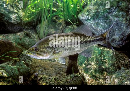 Basso di largemouth o basso nero o salmoides di Micropterus Foto Stock