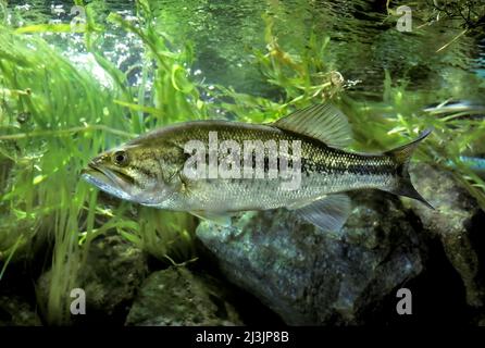 Largemouth Bass, Salmoides Micropterus Foto Stock
