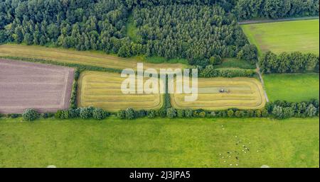 Vista aerea, raccolta di fieno, lavoro di raccolta con trattore su un campo nei prati Lippe nel distretto di Heessen in Hamm, Ruhr zona, Nord Reno-Westpha Foto Stock