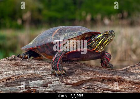 La tartaruga dipinta (Chrysemys picta) è un rettile che è comune nel Canada del sud, negli Stati Uniti e nel Messico del nord ed è relativa ad altra acqua Foto Stock