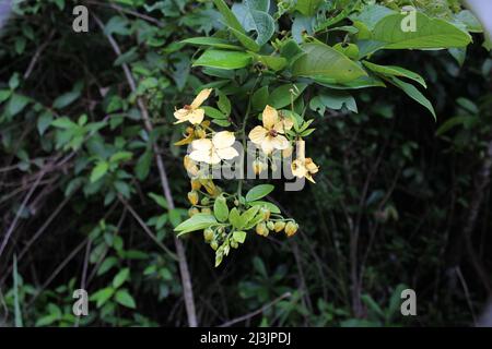 Ramo con i cinque fiori di petalo giallo pallido dell'albero di Natale (Senna hayesiana) che crescono nella giungla dell'America Centrale Foto Stock