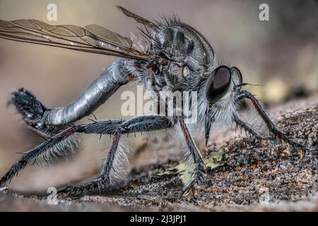 Rober Fly o Assassin Fly Famiglia: Asilidae Foto Stock