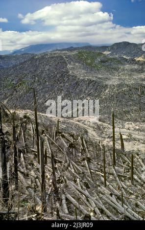 Molti Timbers caduti da flusso piroclastico, Mt. St. Helen's Aftermath 1980, Washington Foto Stock