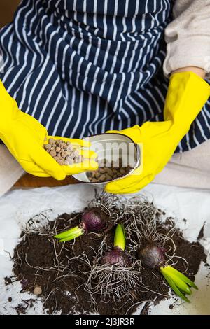 Trapiantando le mani di una donna in guanti gialli in cui drenaggio è espanso argilla, piantando lampade di giacinto con attrezzi da giardino Foto Stock