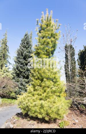 Pinus strobus 'Louie' pino bianco orientale. Foto Stock